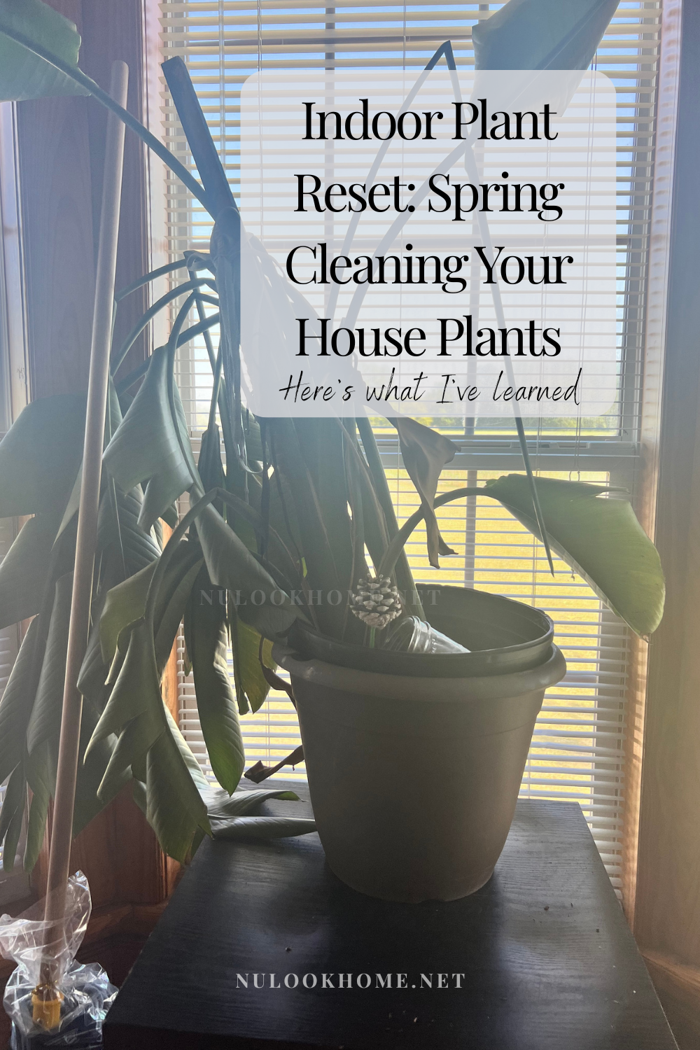 Refresh your home this spring with house plants. Learn how indoor plants support mental wellness, improve air quality, and elevate neutral home decor.